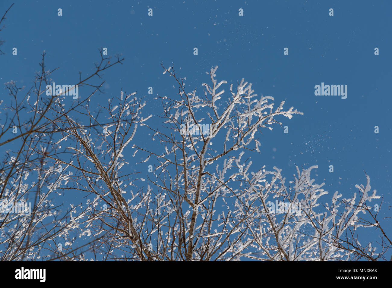 Neve sui rami contro il cielo blu Foto Stock