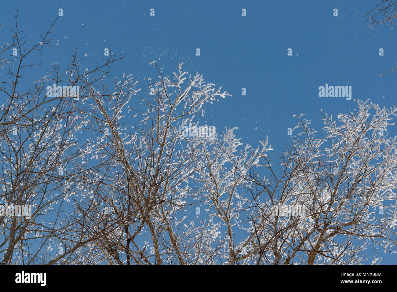 Neve sui rami contro il cielo blu Foto Stock