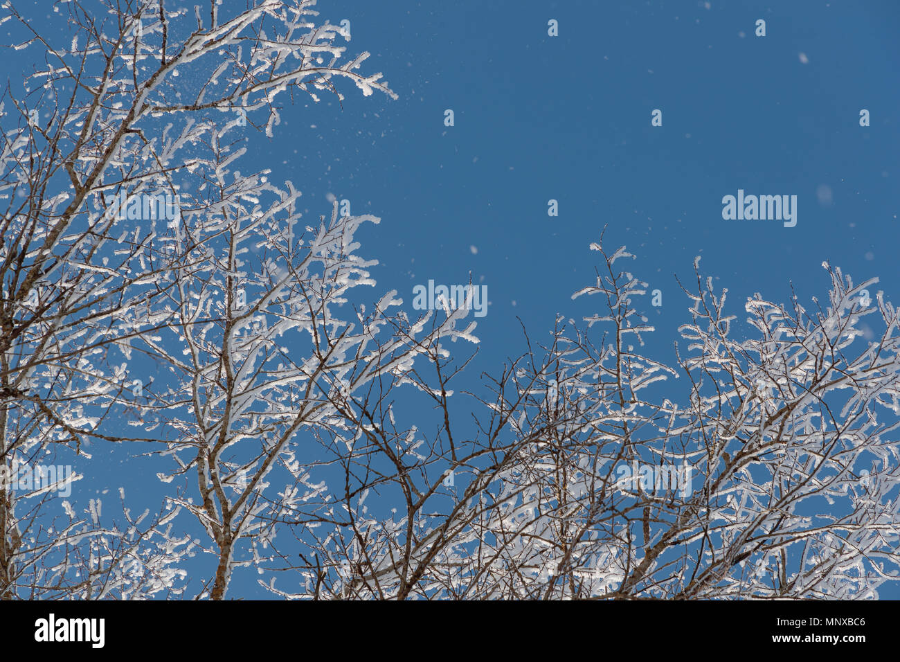 Neve sui rami contro il cielo blu Foto Stock