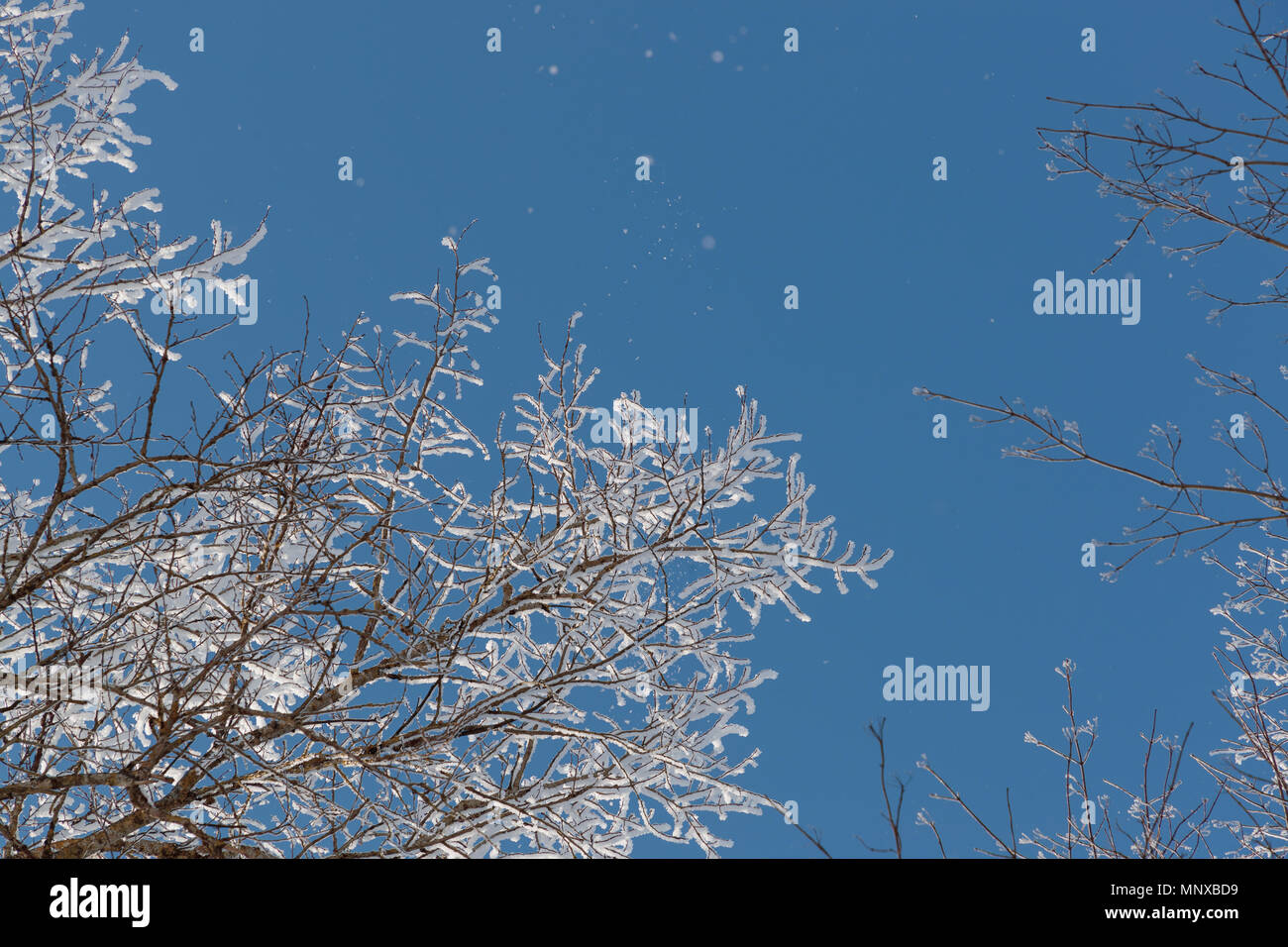 Neve sui rami contro il cielo blu Foto Stock