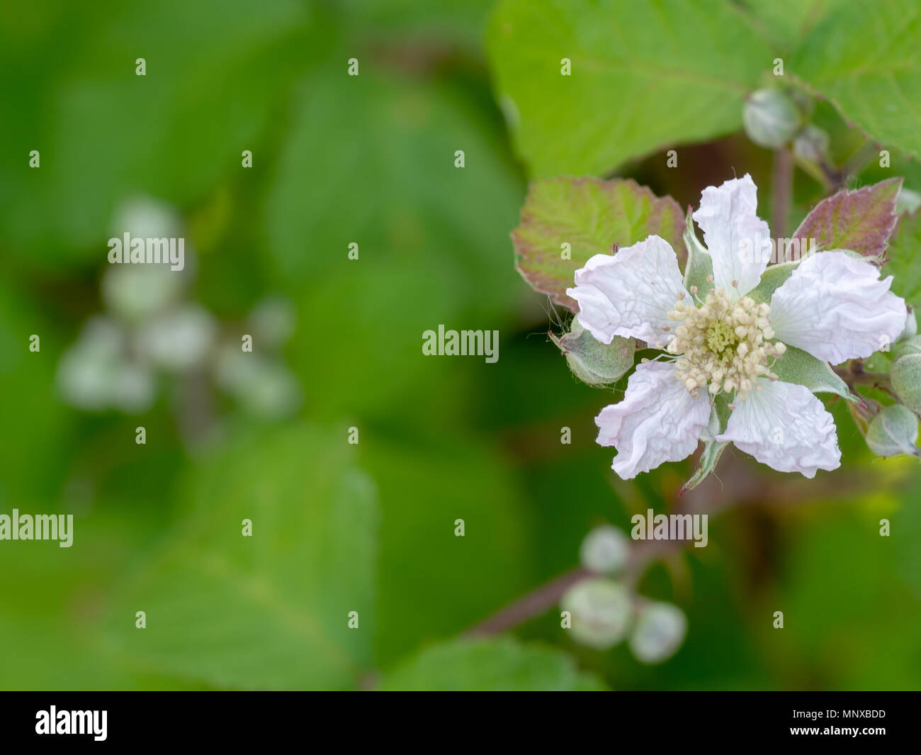 Blackberry selvaggio fiore con copia spazio. La molla nella siepe. Foto Stock