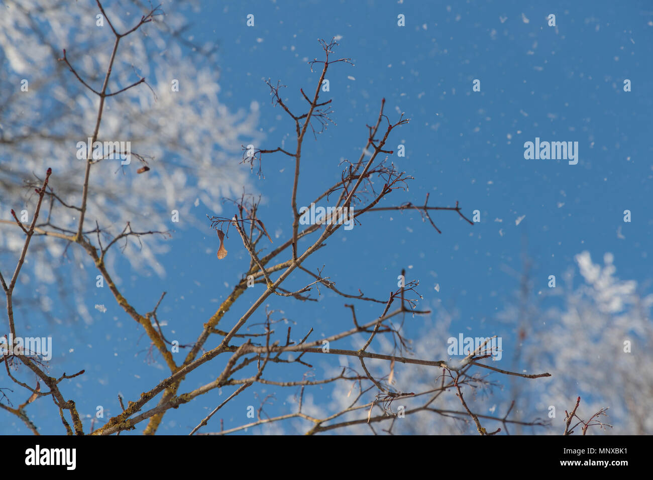 Neve sui rami contro il cielo blu Foto Stock