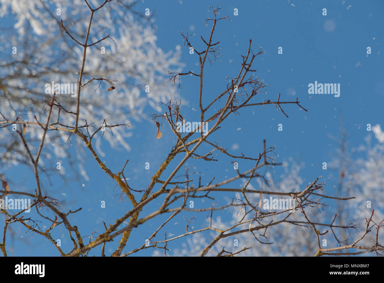 Neve sui rami contro il cielo blu Foto Stock