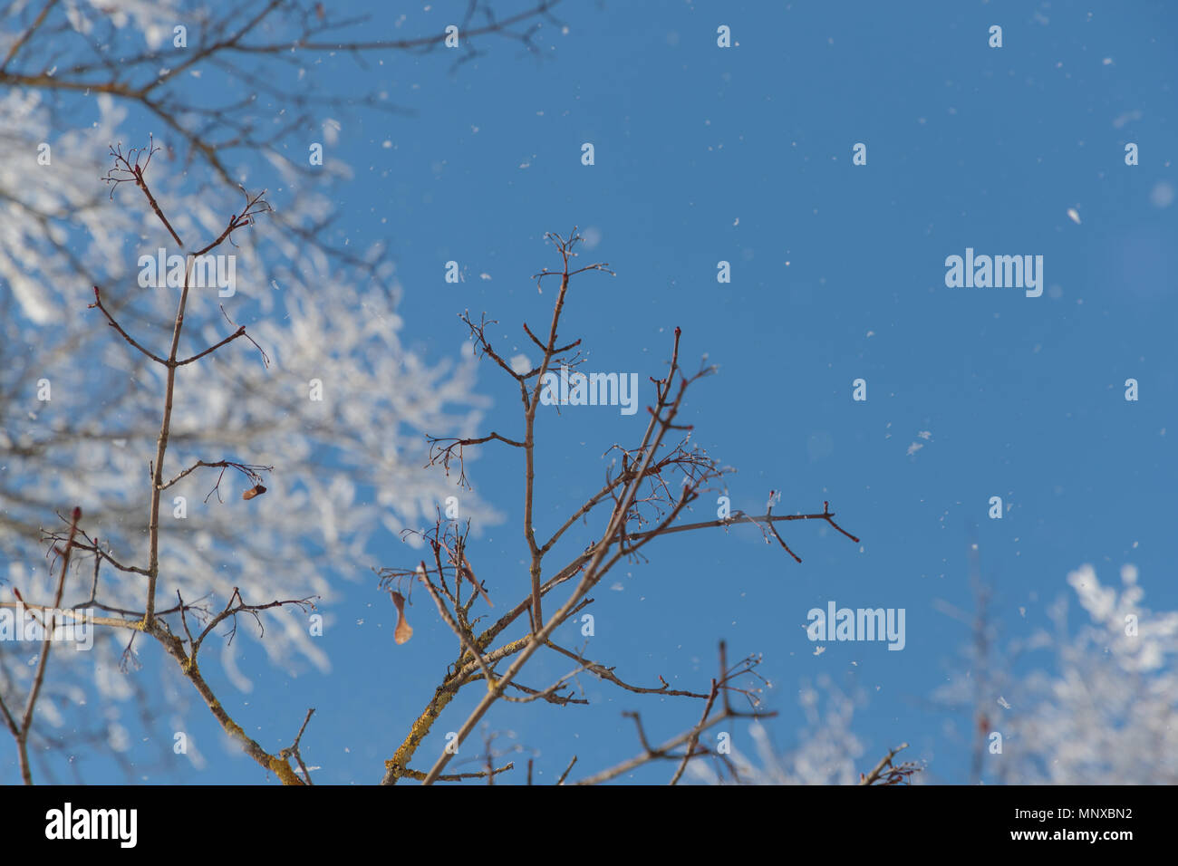 Neve sui rami contro il cielo blu Foto Stock