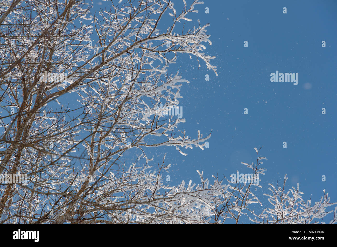 Neve sui rami contro il cielo blu Foto Stock