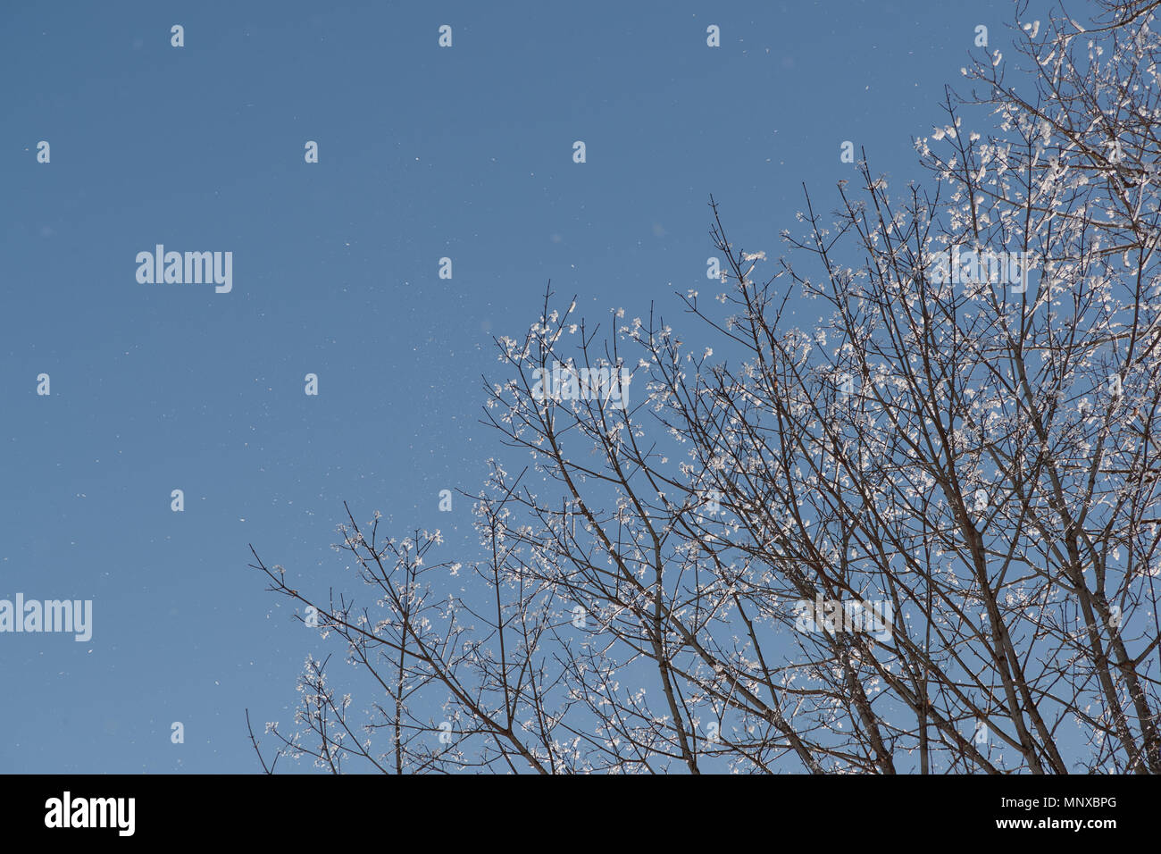 Neve sui rami contro il cielo blu Foto Stock