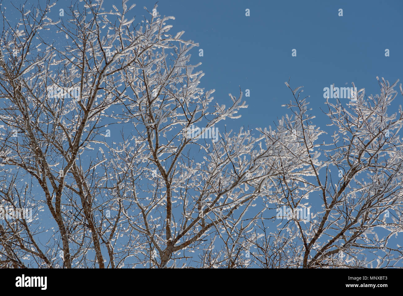 Neve sui rami contro il cielo blu Foto Stock
