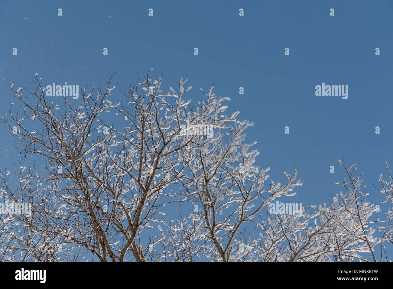 Neve sui rami contro il cielo blu Foto Stock
