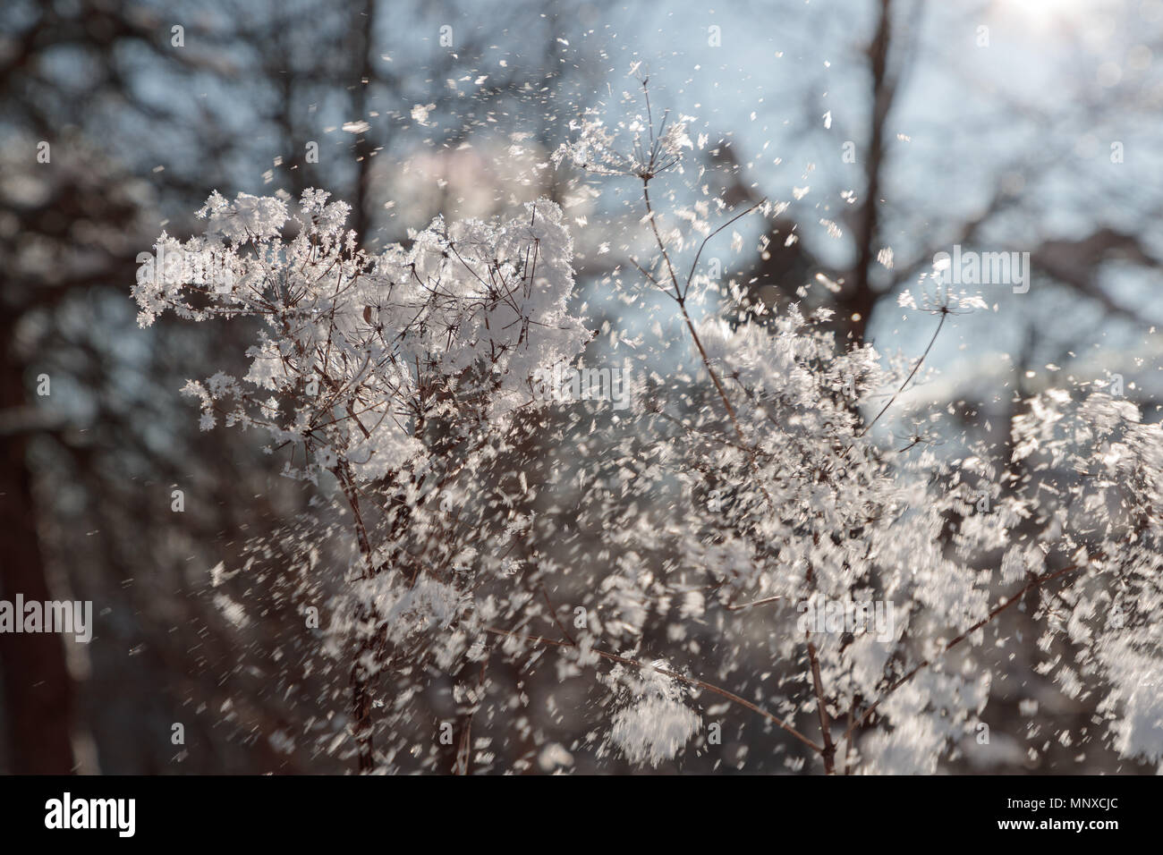 Succursali di bussole a secco con la neve Foto Stock