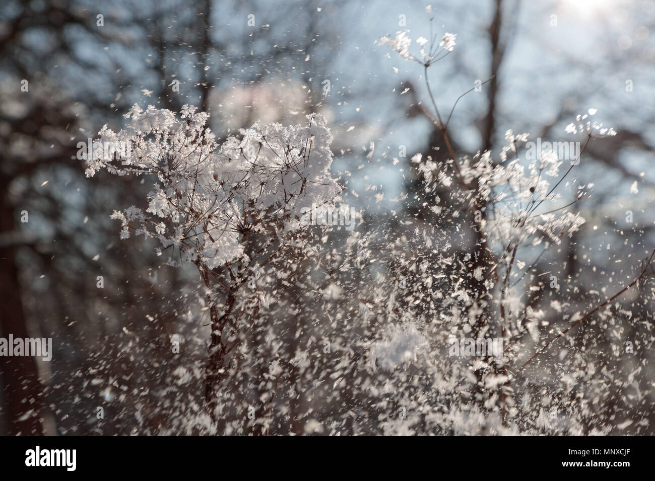 Succursali di bussole a secco con la neve Foto Stock