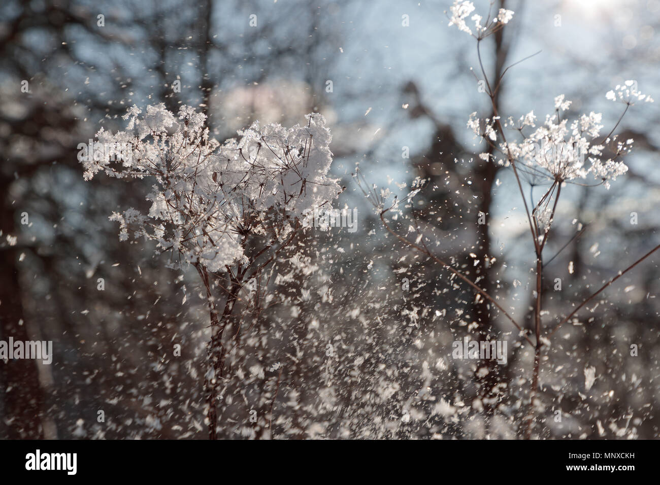 Succursali di bussole a secco con la neve Foto Stock