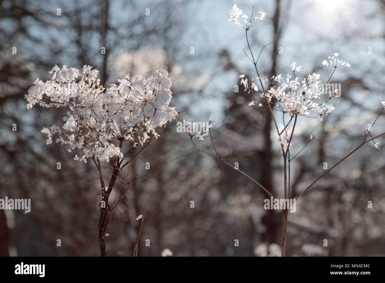 Succursali di bussole a secco con la neve Foto Stock