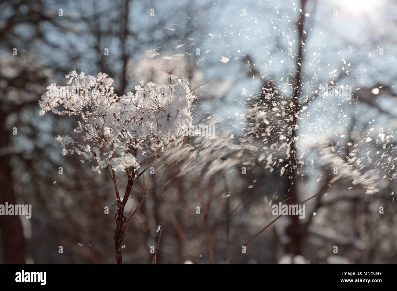 Succursali di bussole a secco con la neve Foto Stock
