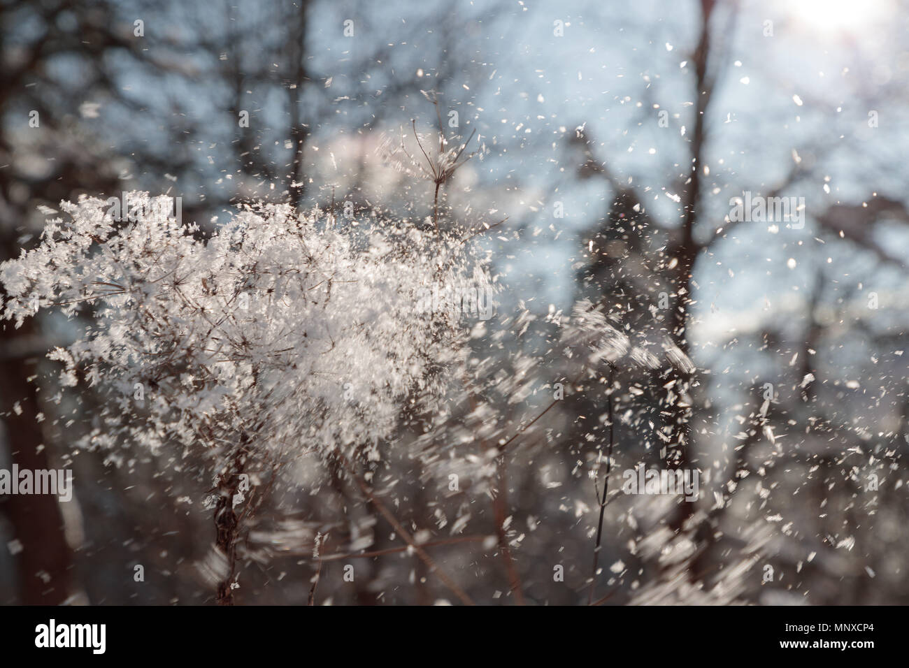 Succursali di bussole a secco con la neve Foto Stock