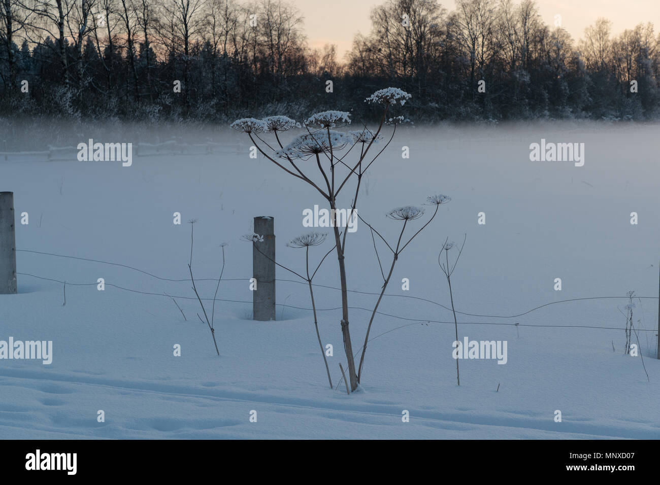 Hogweed a secco con la neve di sera Foto Stock