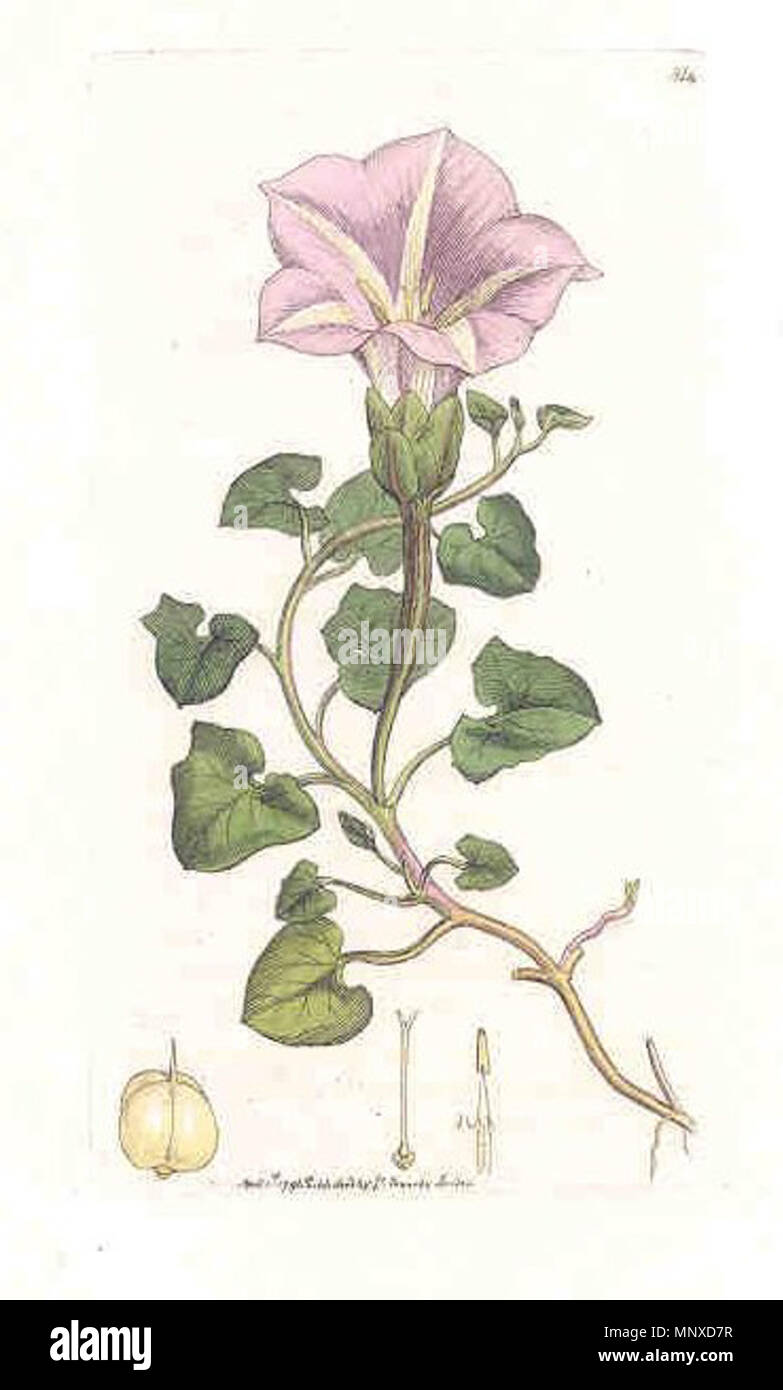 . Calystegia soldanella sono fornite le seguenti informazioni alla fonte. Si tratta di un'immagine digitale di una illustrazione in inglese da botanica da James Smith il catologue da cui si è originato descrive la stampa come 'Sea Bind-weed' . 1796. James Sowerby, illustrator 1134 SowerbySeaBindWeed Foto Stock