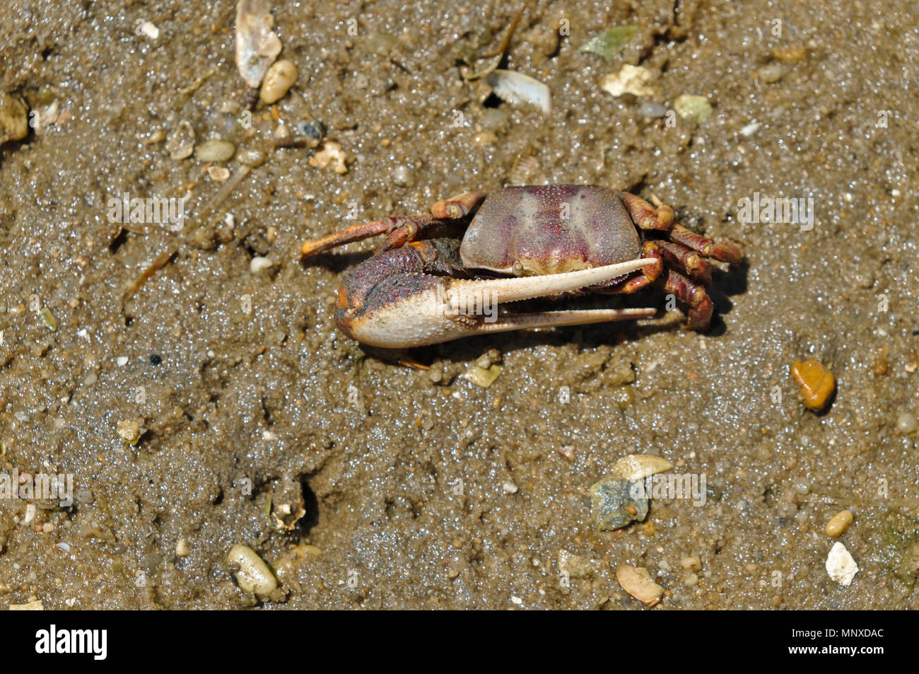 Fiddler crab nel Ria Formosa. Algarve Portogallo Foto Stock
