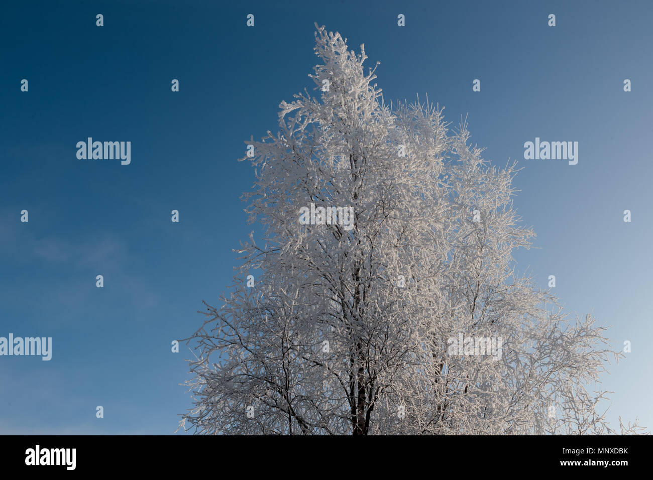 Neve sui rami contro il cielo blu Foto Stock