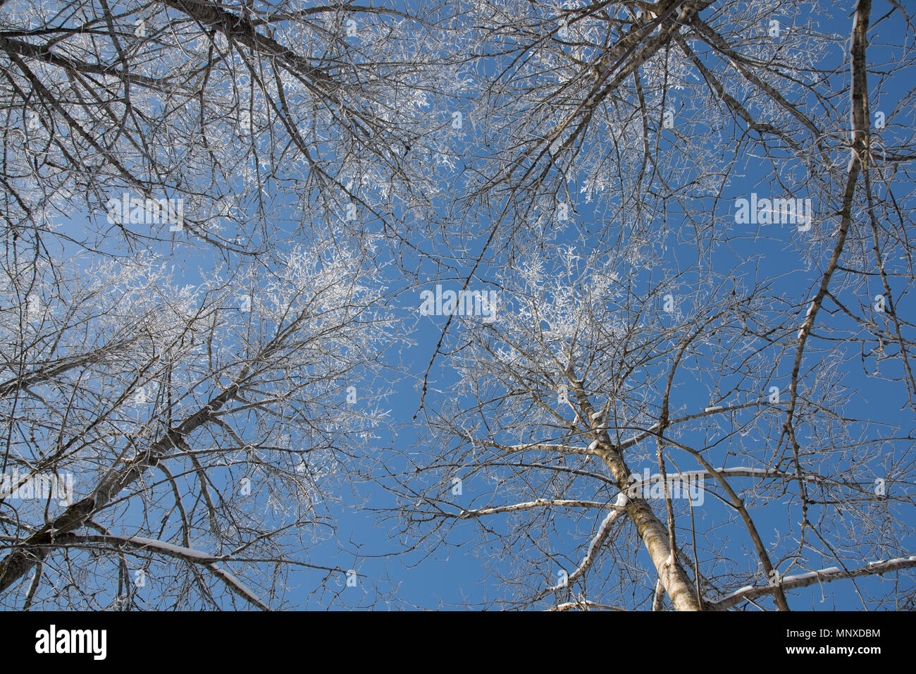 Neve sui rami contro il cielo blu Foto Stock
