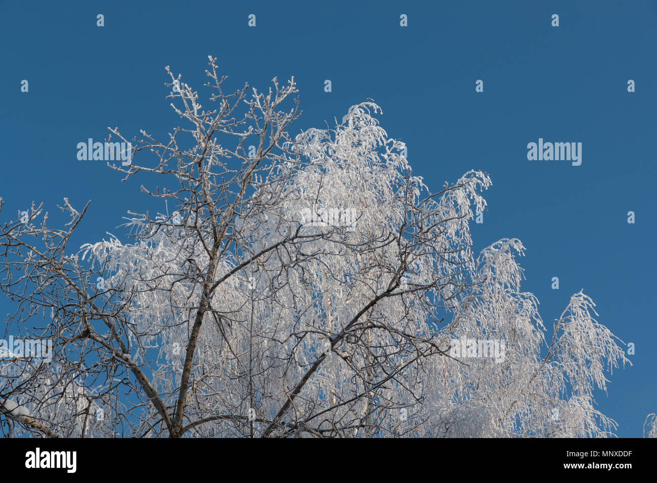 Neve sui rami contro il cielo blu Foto Stock