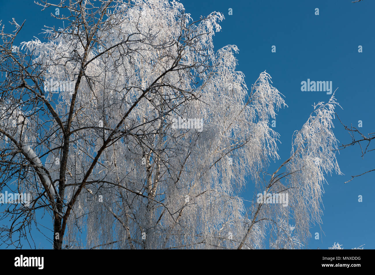 Neve sui rami contro il cielo blu Foto Stock