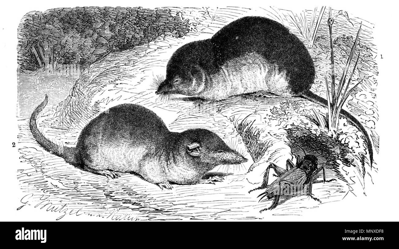 . Descrizione in tedesco è preso da de:Brehms Tierleben. Traduzione in inglese di uploader. Deutsch: 1) Waldspitzmaus, Sorex araneus L. (Testo S. 84), und 2) Hausspitzmaus, Crocidura russulus Herm. (Testo S. 88). Natürliche Größe. Inglese: 1) Eurasian megera, Sorex araneus L. (Testo pagina 84), e 2) dentata bianca megera, Crocidura russula Herm. (Testo pagina 88). Dimensione naturale. Suomi: Metsäpäästäinen ja isokotipäästäinen . Sorgente è stata pubblicata nel 1927 ma la foto deve essere più anziani poiché il creatore è morto nel 1893. Gustav Mützel (1839-1893) Descrizione tedesco pittore animale Data di nascita e morte 7 Dece Foto Stock