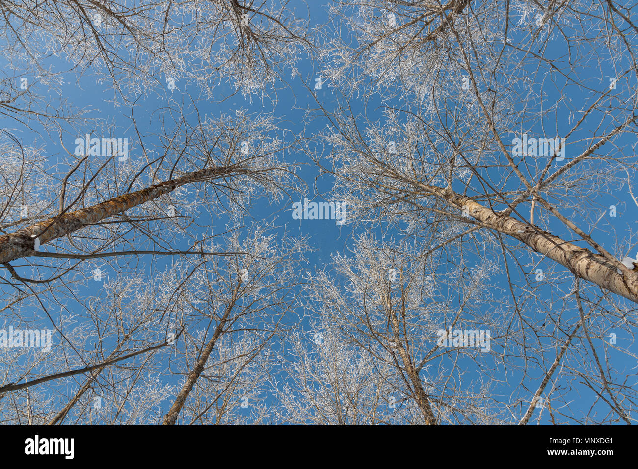 Neve sui rami contro il cielo blu Foto Stock