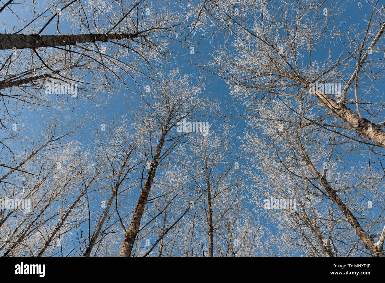 Neve sui rami contro il cielo blu Foto Stock