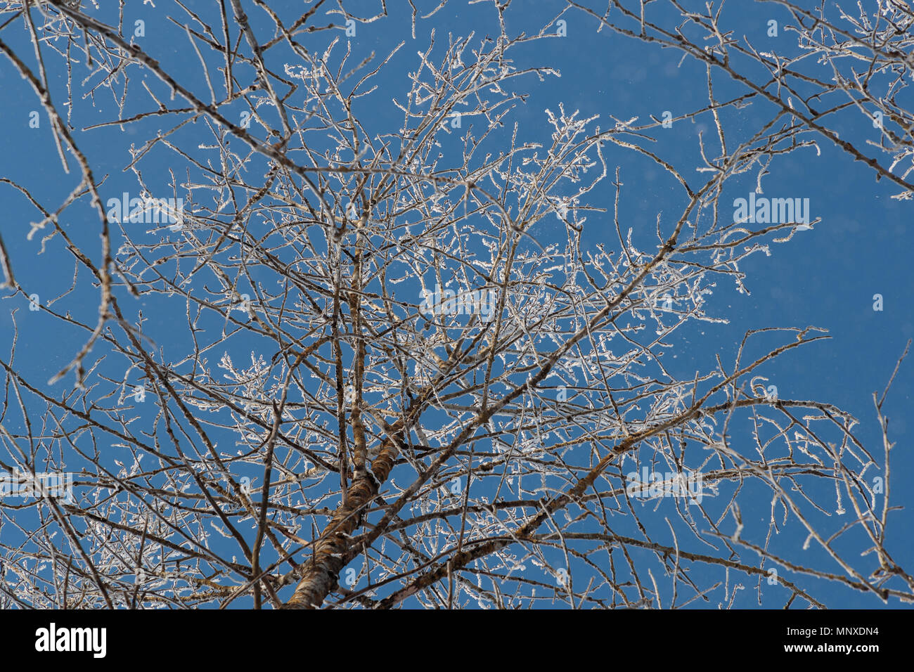 Neve sui rami contro il cielo blu Foto Stock