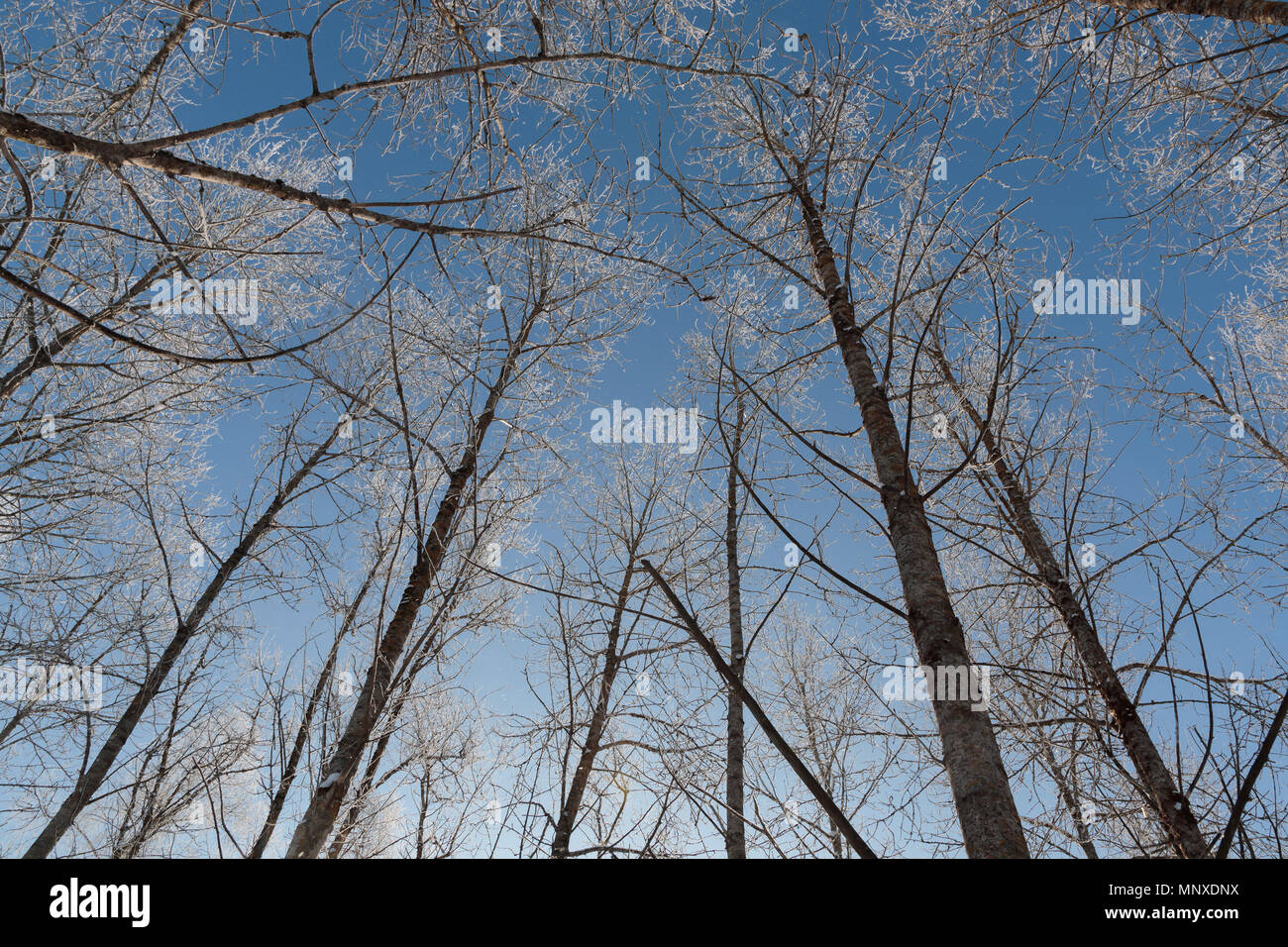 Neve sui rami contro il cielo blu Foto Stock