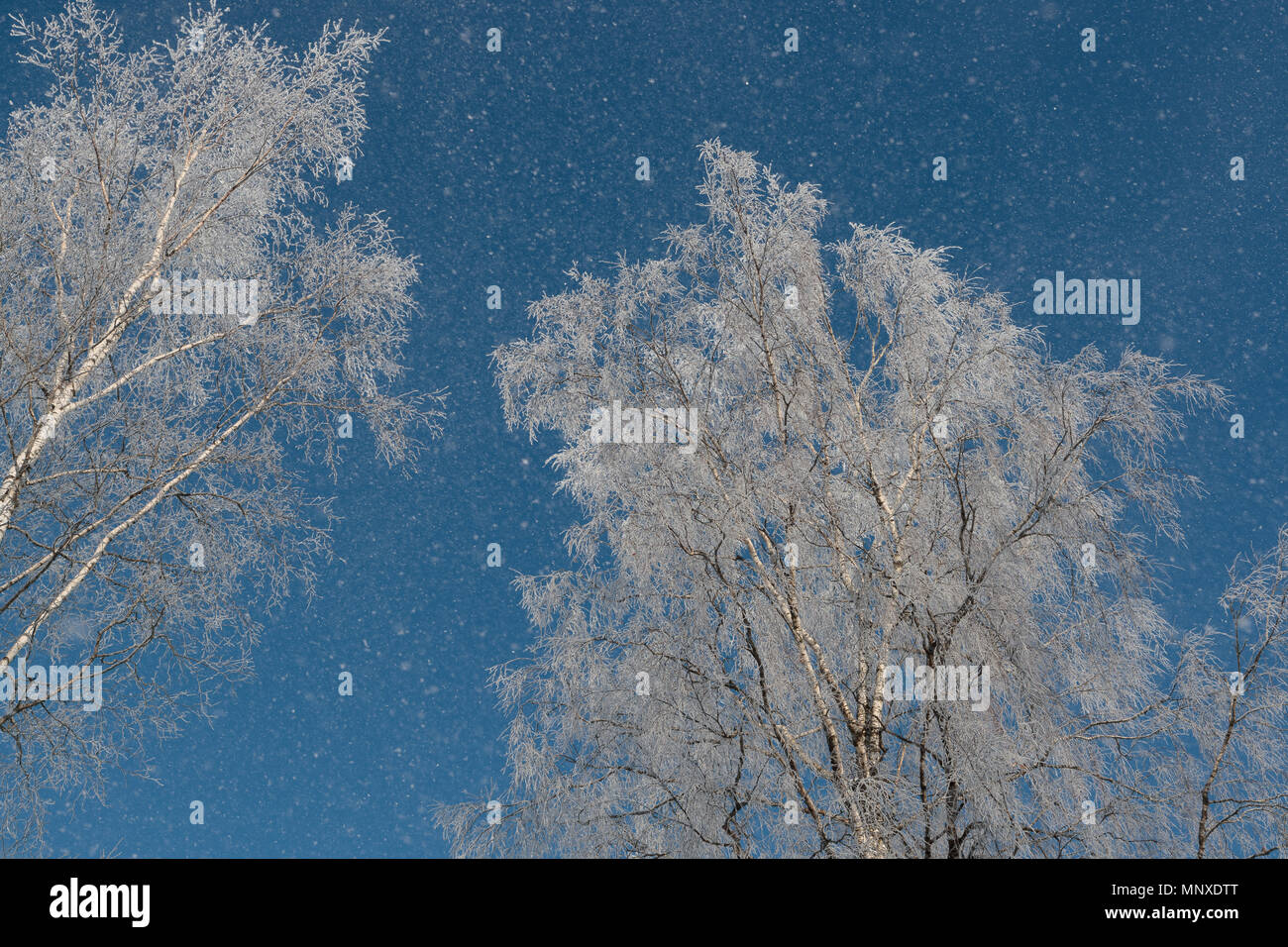 Neve sui rami contro il cielo blu Foto Stock