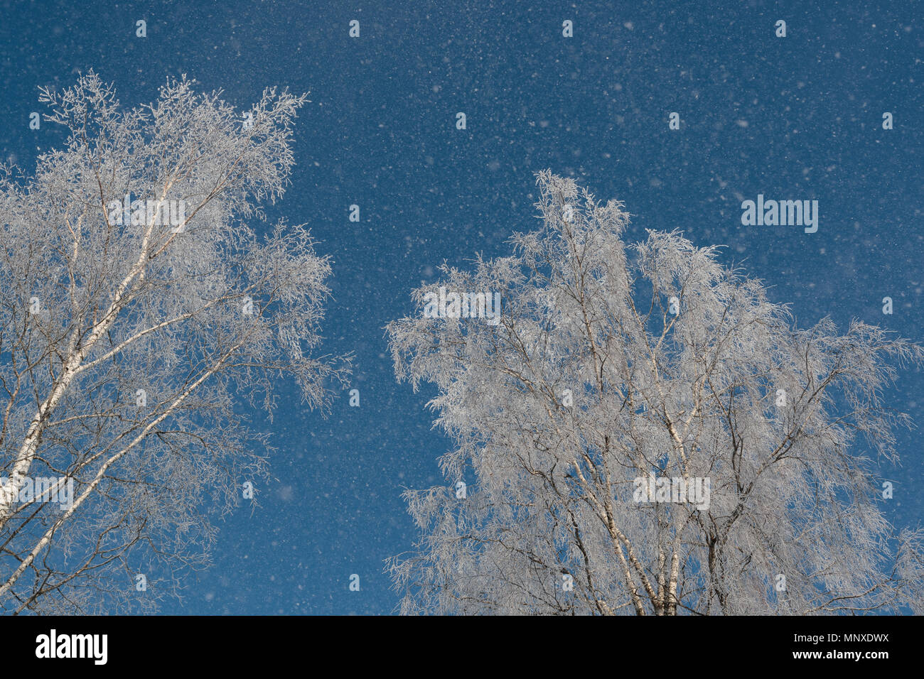 Neve sui rami contro il cielo blu Foto Stock