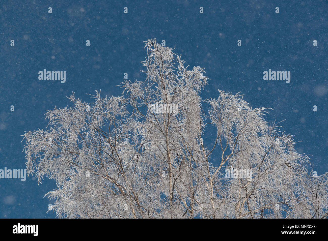 Neve sui rami contro il cielo blu Foto Stock