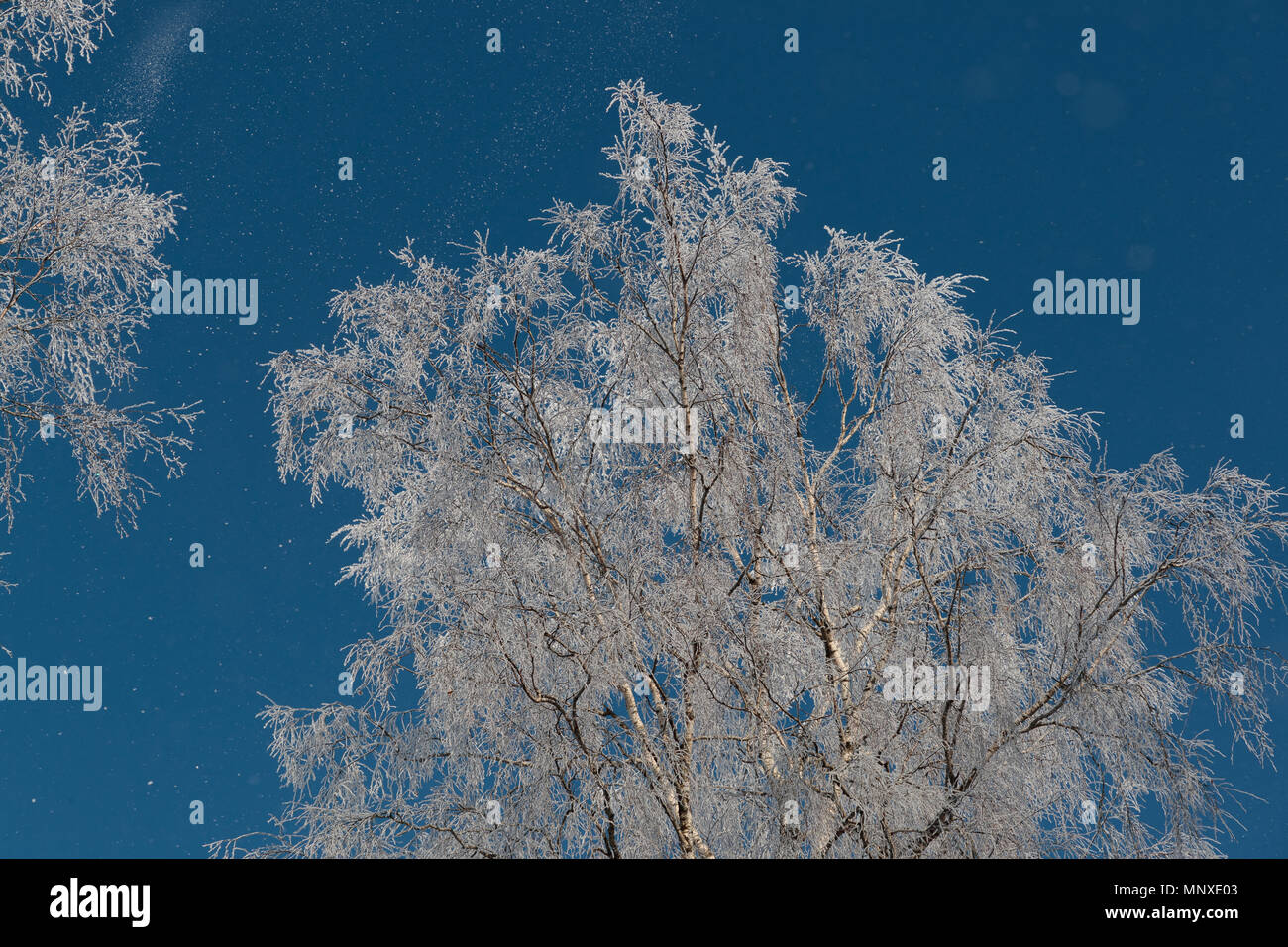 Neve sui rami contro il cielo blu Foto Stock
