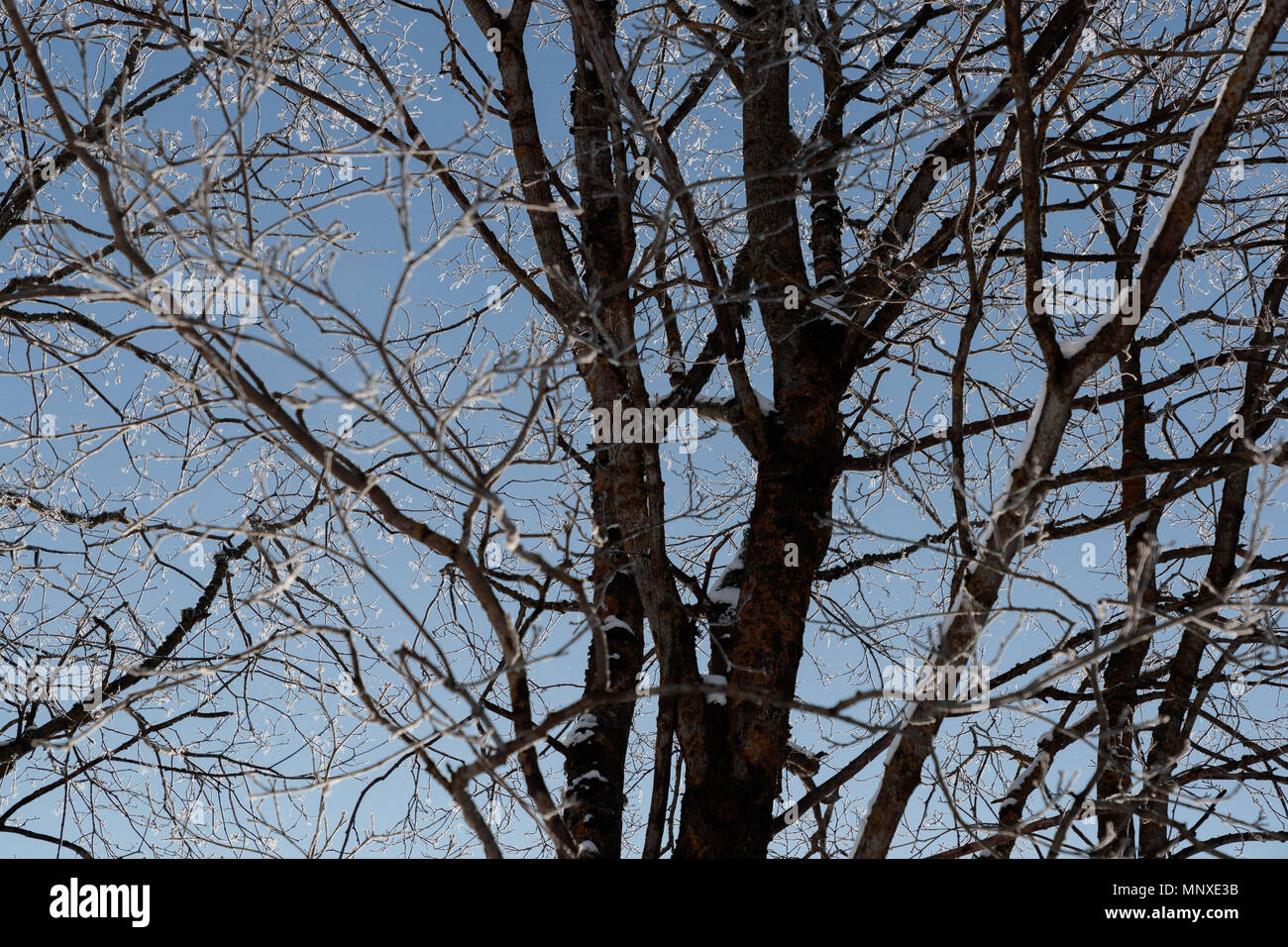 I rami di un albero con una piccola quantità di neve Foto Stock