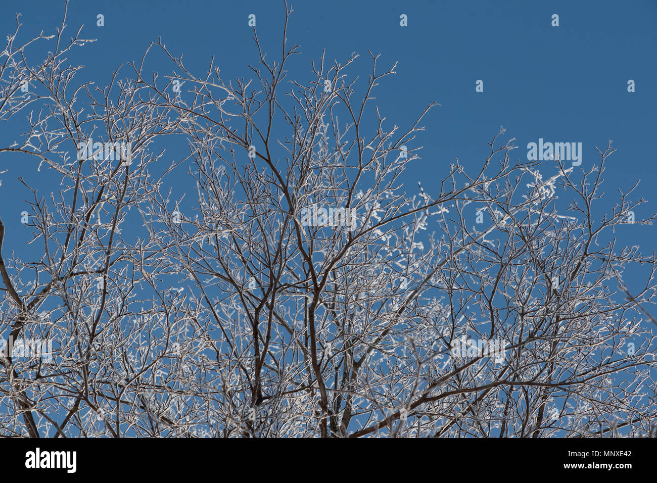 Neve sui rami contro il cielo blu Foto Stock
