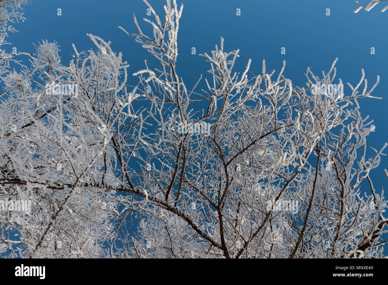 Neve sui rami contro il cielo blu Foto Stock