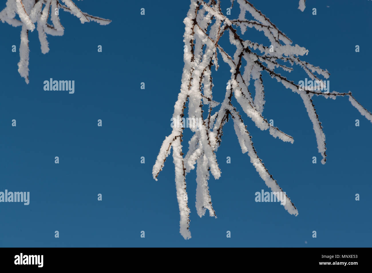 Neve sui rami contro il cielo blu Foto Stock