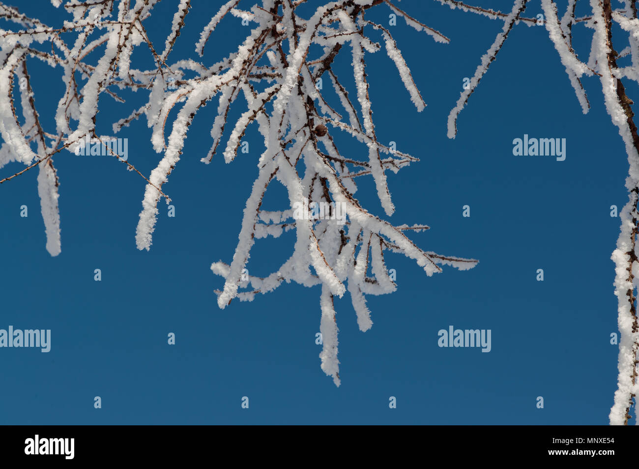 Neve sui rami contro il cielo blu Foto Stock