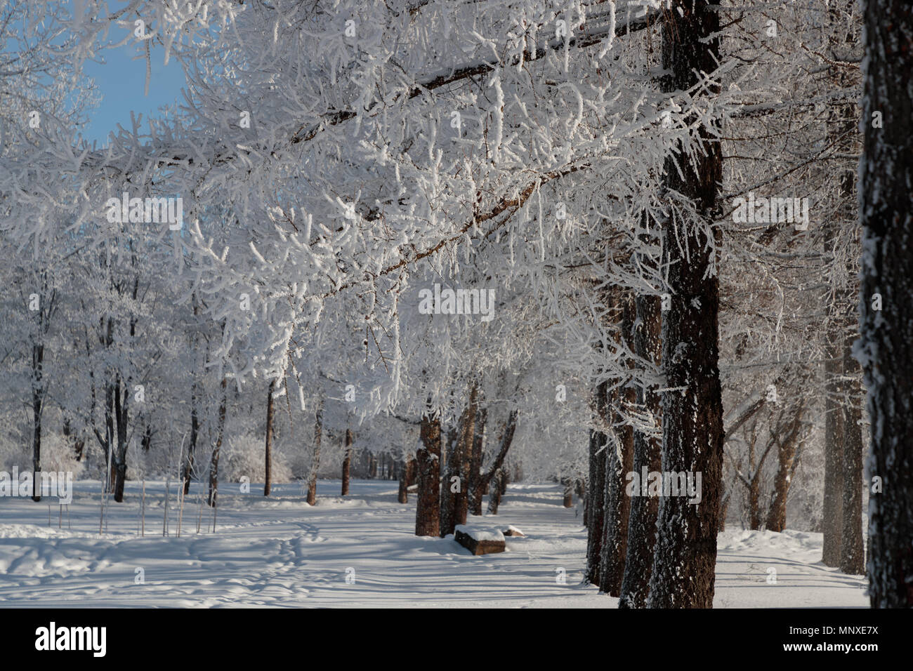 Rami lussureggianti di alberi con la neve Foto Stock