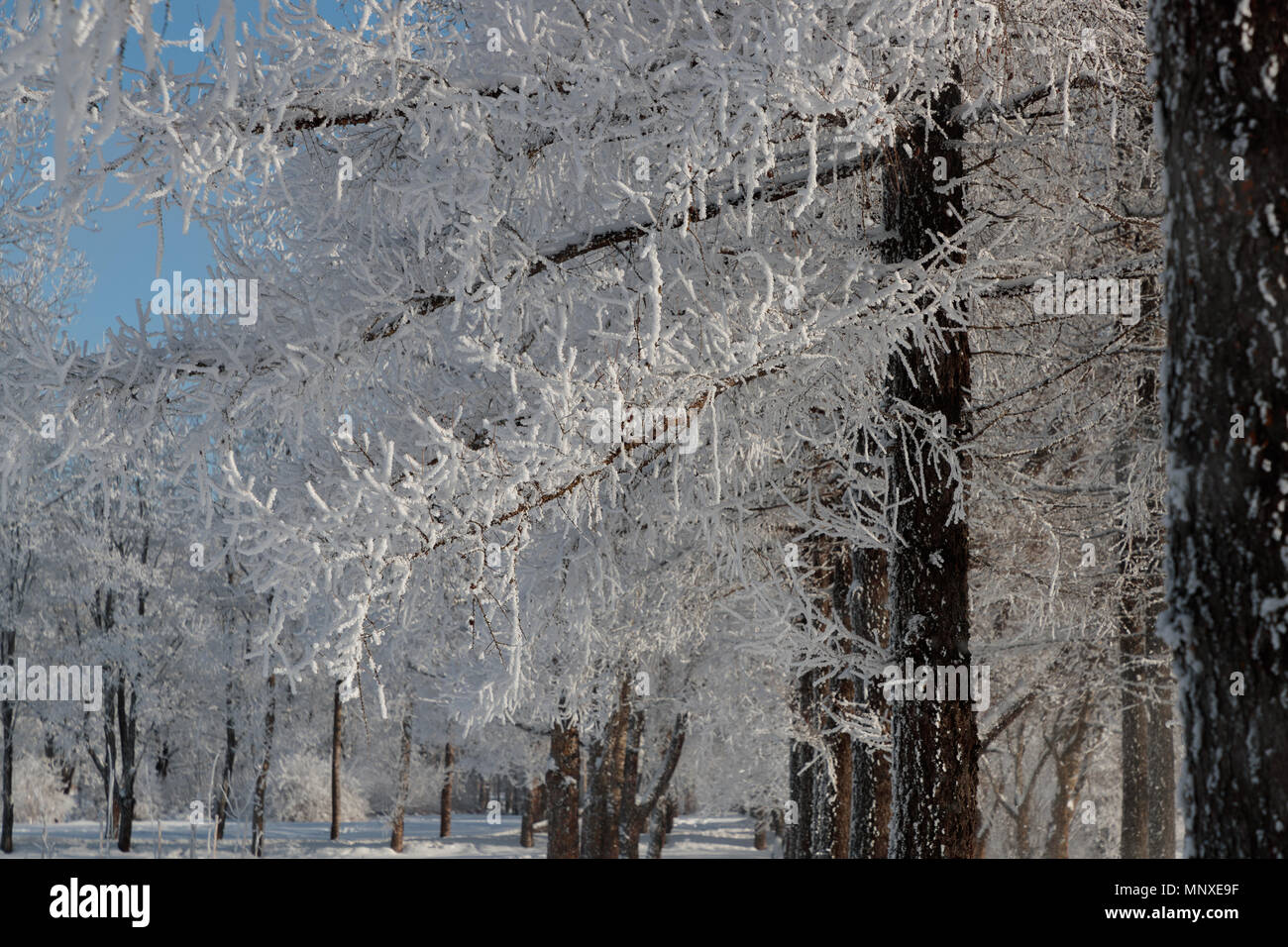Rami lussureggianti di alberi con la neve Foto Stock