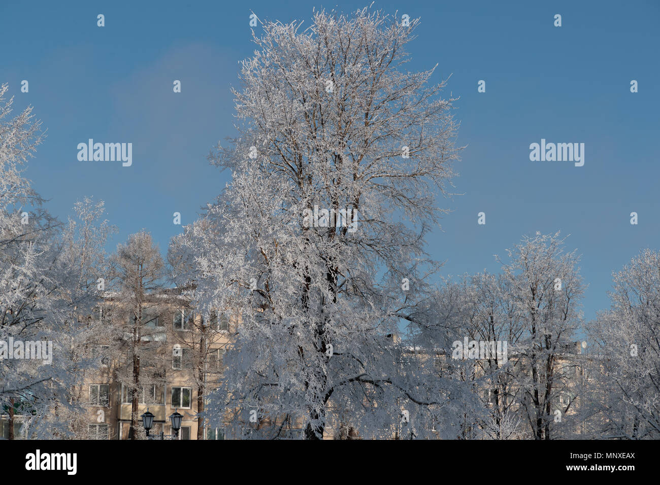 Lussureggianti alberi coperti di neve in città Foto Stock