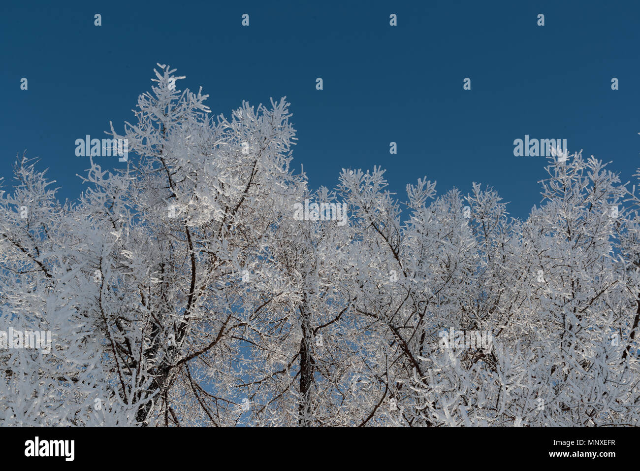 Neve sui rami contro il cielo blu Foto Stock