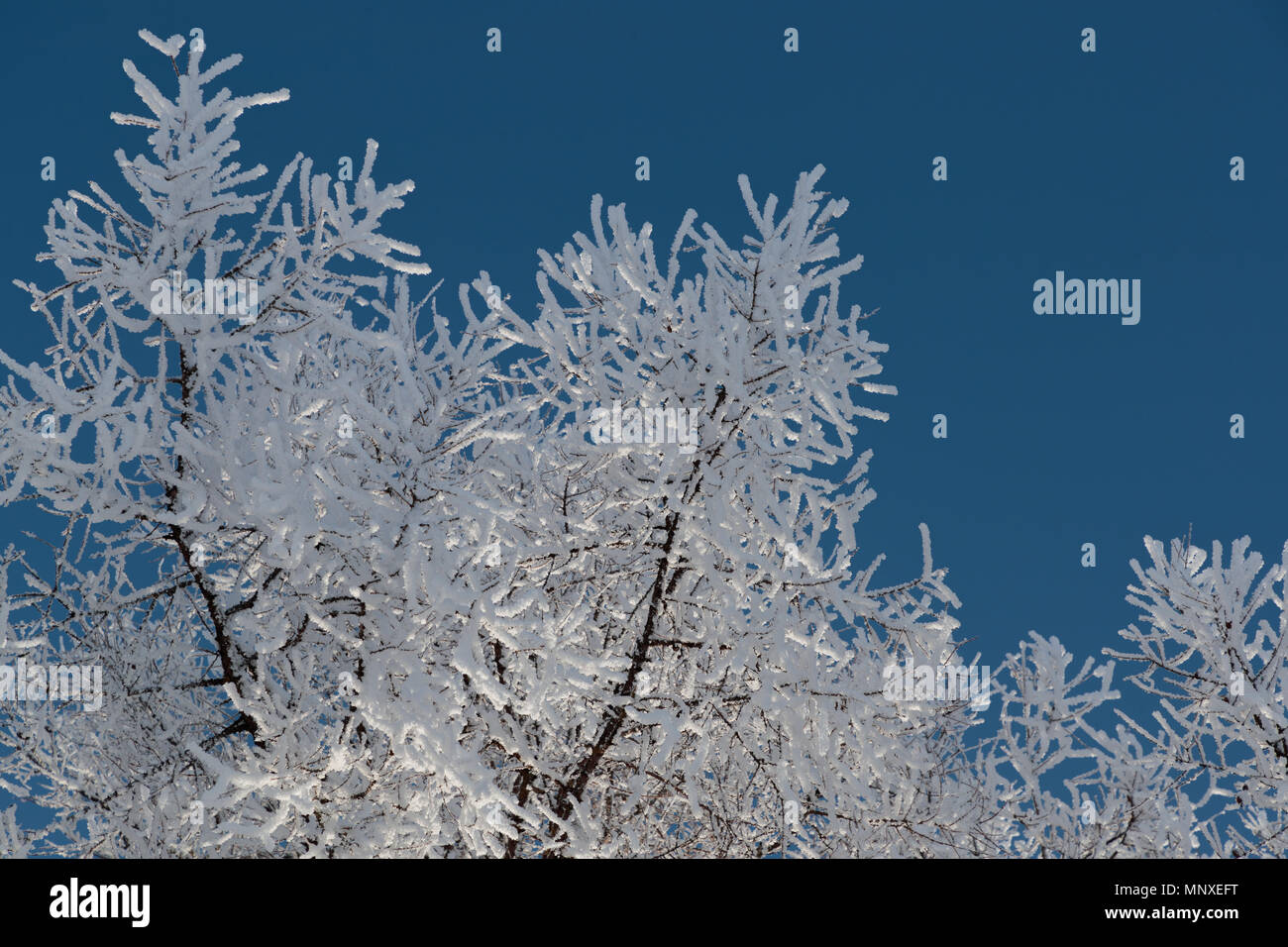 Neve sui rami contro il cielo blu Foto Stock