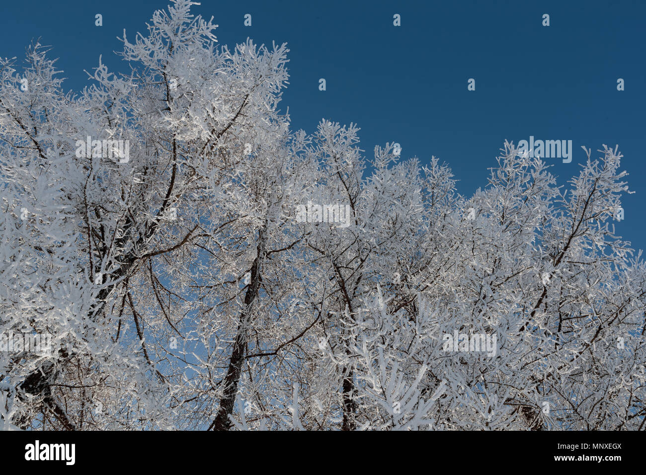 Neve sui rami contro il cielo blu Foto Stock