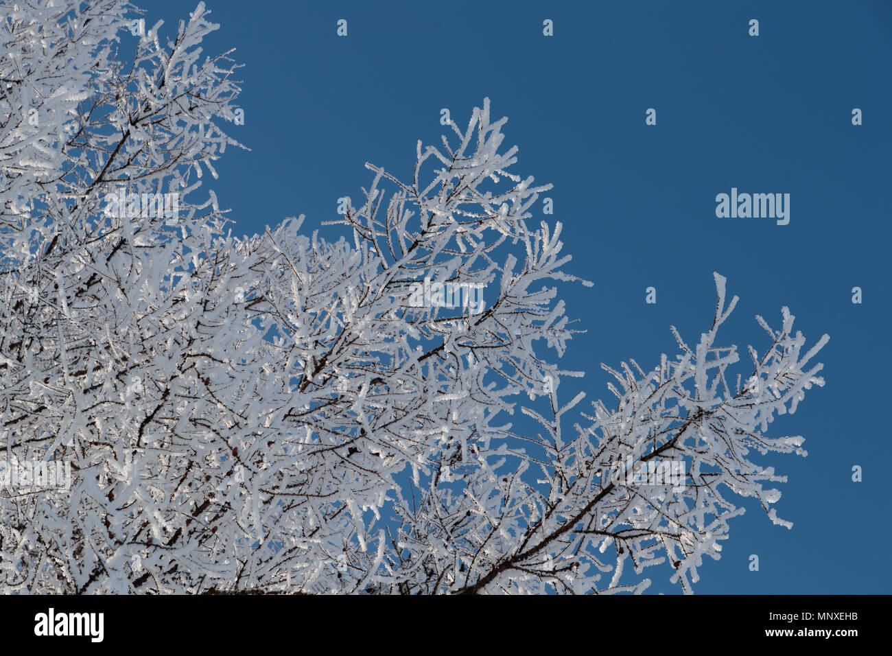 Neve sui rami contro il cielo blu Foto Stock