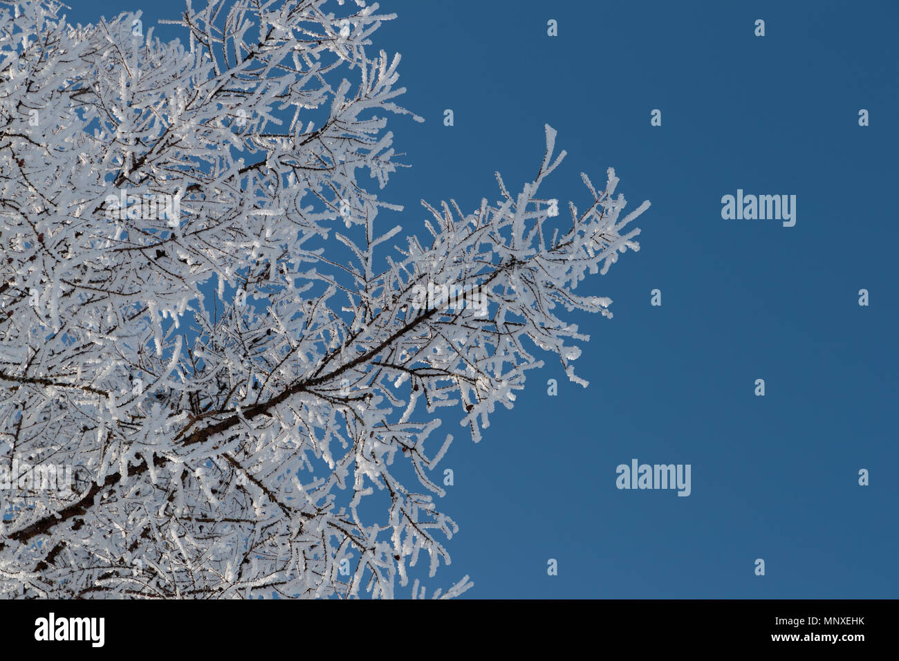 Neve sui rami contro il cielo blu Foto Stock