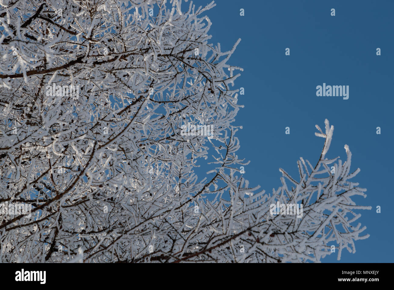 Neve sui rami contro il cielo blu Foto Stock