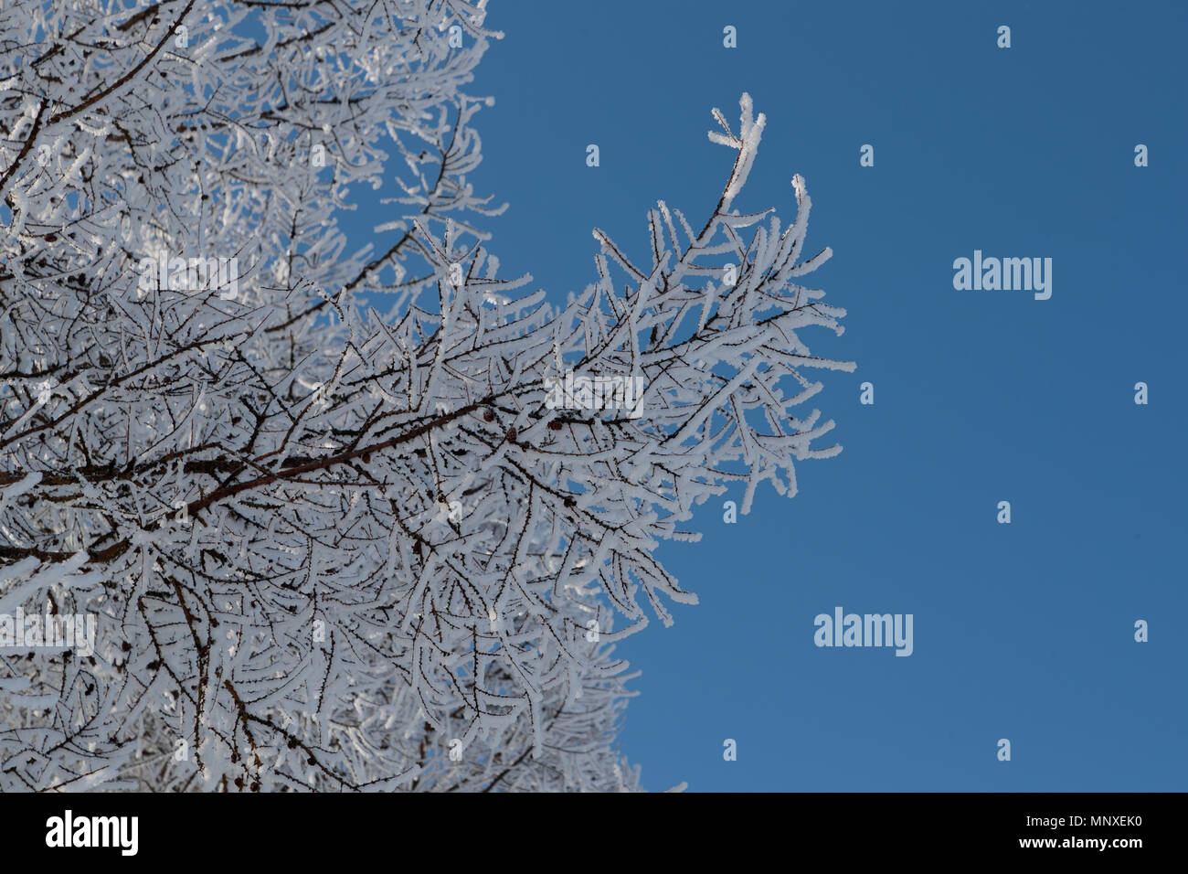 Neve sui rami contro il cielo blu Foto Stock