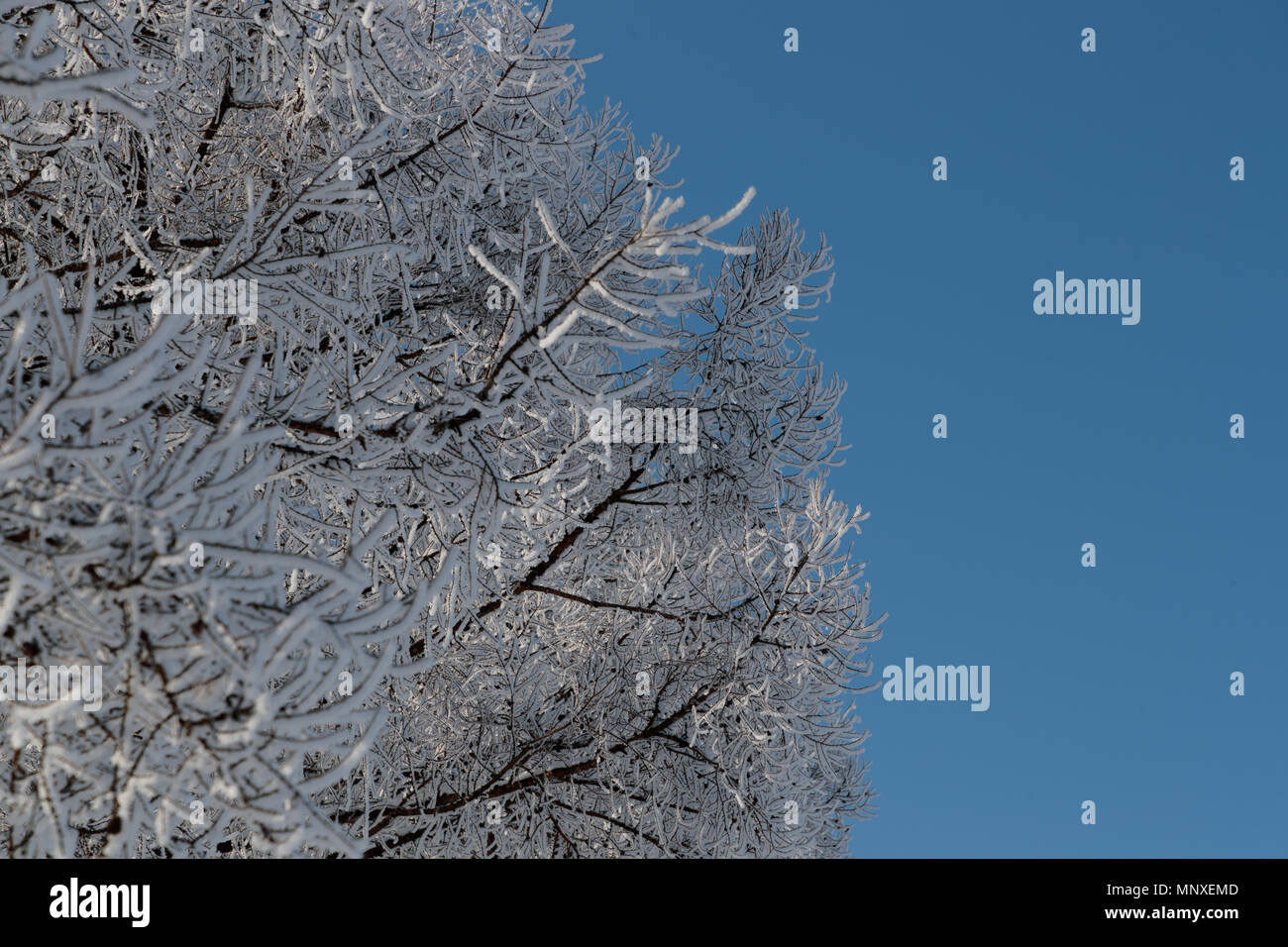 Neve sui rami contro il cielo blu Foto Stock
